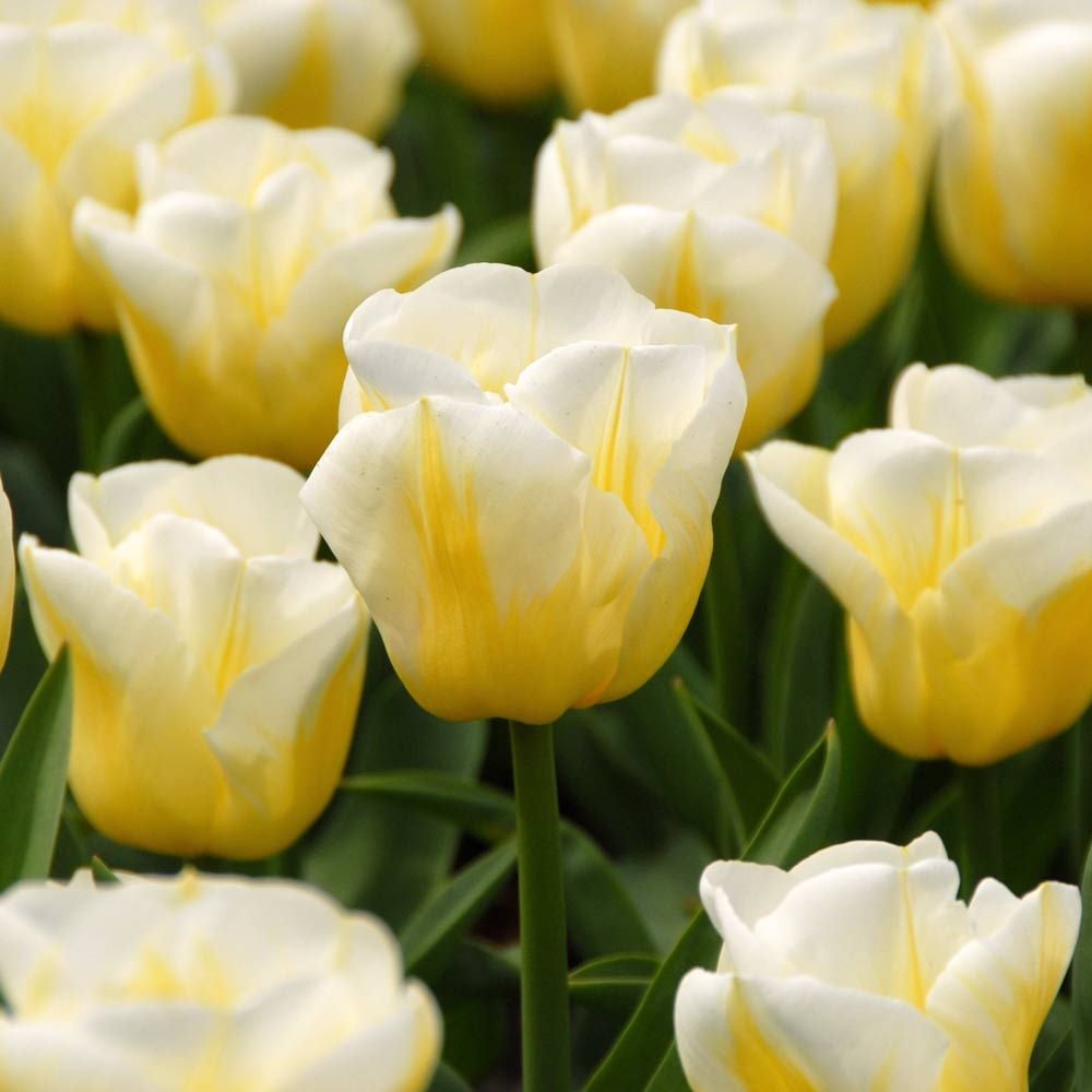 Pastel Stretch Tulip Mix