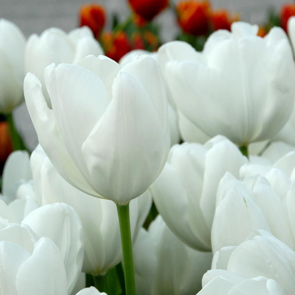 Long-Season White Tulip Cutting Garden