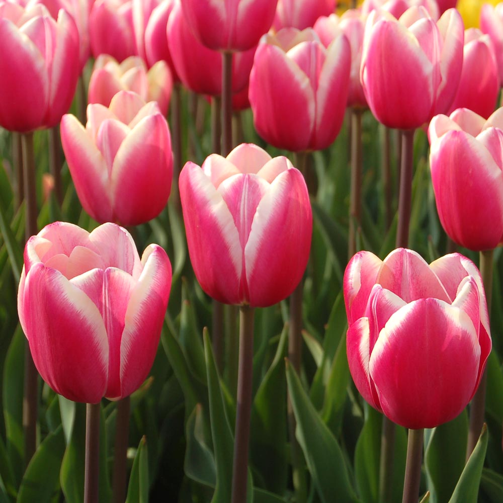 Watercolor Tulip Collection
