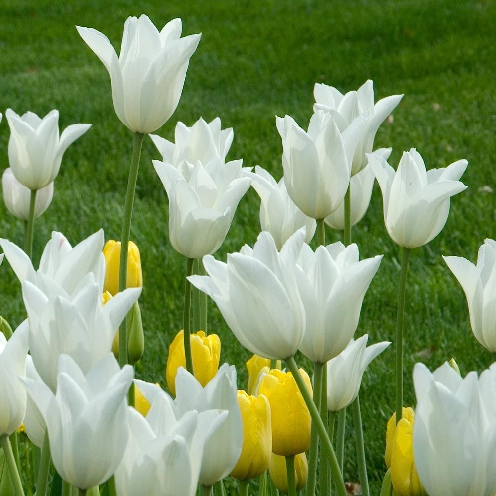 Stretch Tulip Mix