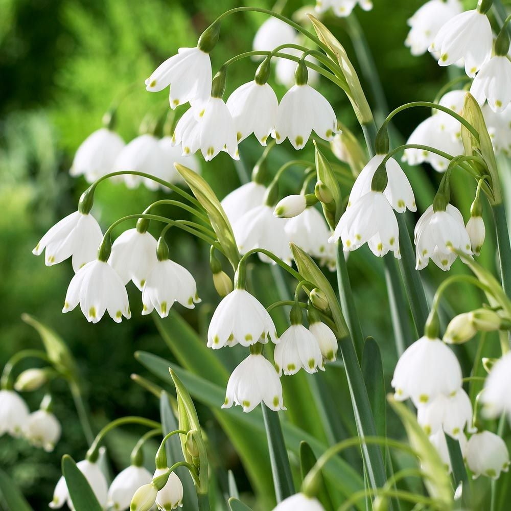 Woodland Naturalizing Collection of Bulbs