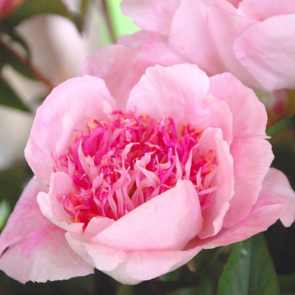 The Peony Parade Collection