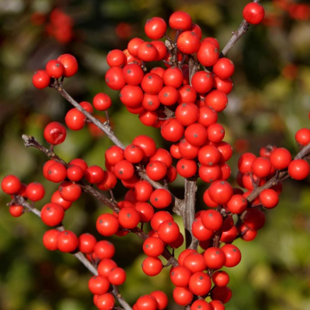 Ilex verticillata Berry Heavy®