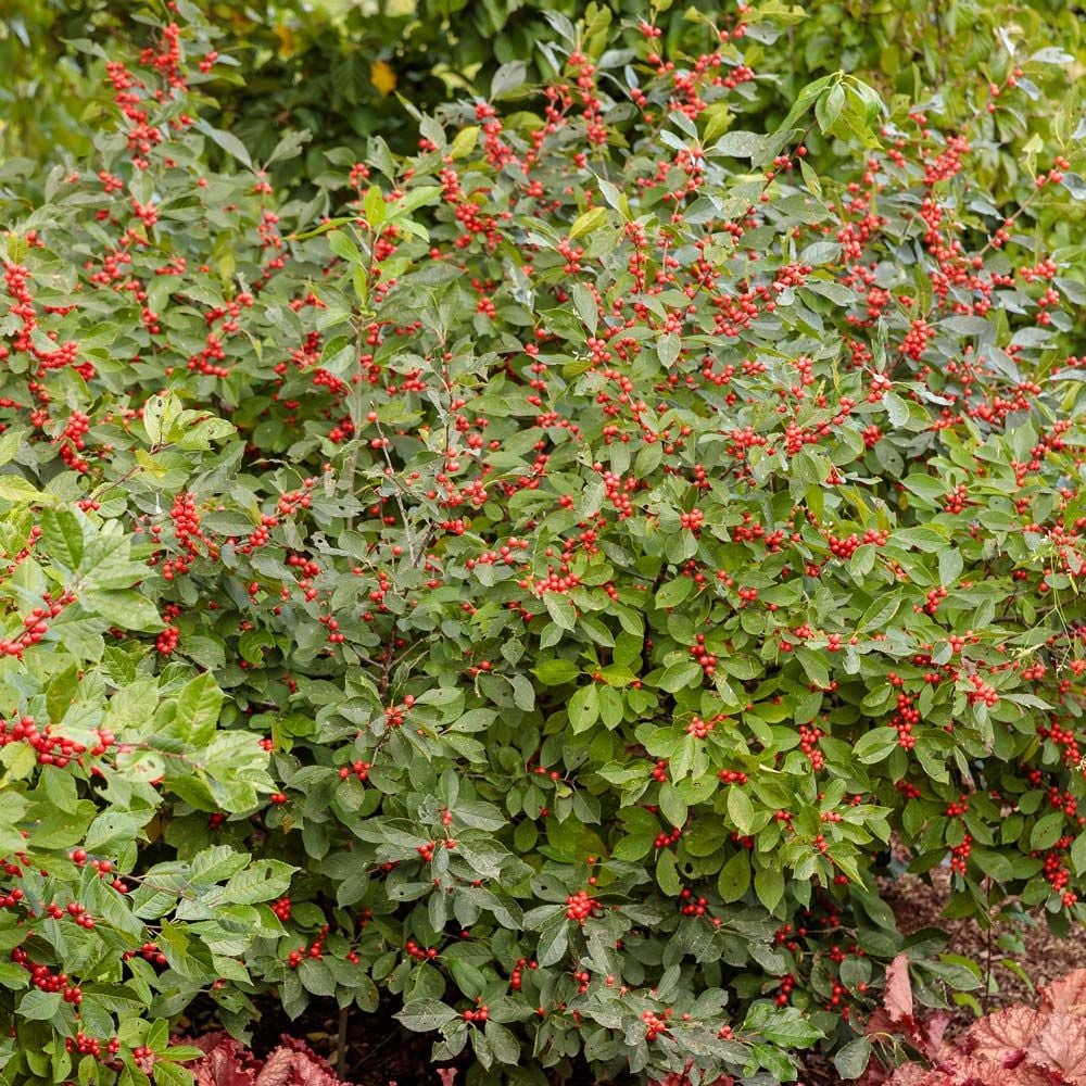 Ilex verticillata Berry Heavy®