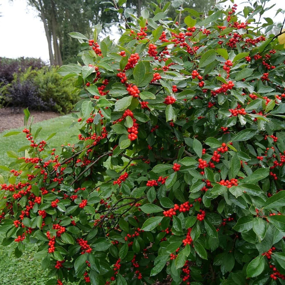 Ilex verticillata Berry Heavy®