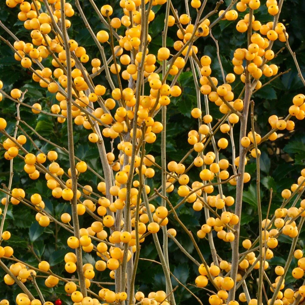 Ilex verticillata Berry Heavy® Gold
