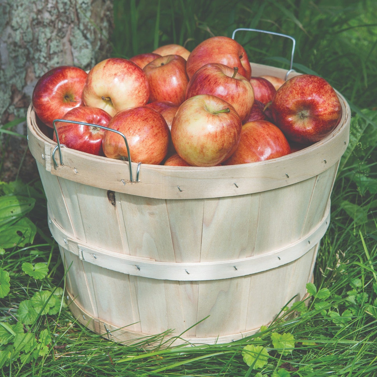 Old-Time Poplar Half Bushel Baskets