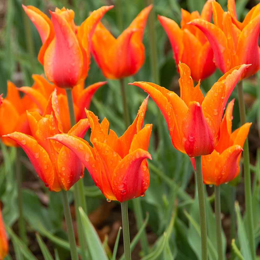 Brilliant Ballet Tulip Trio