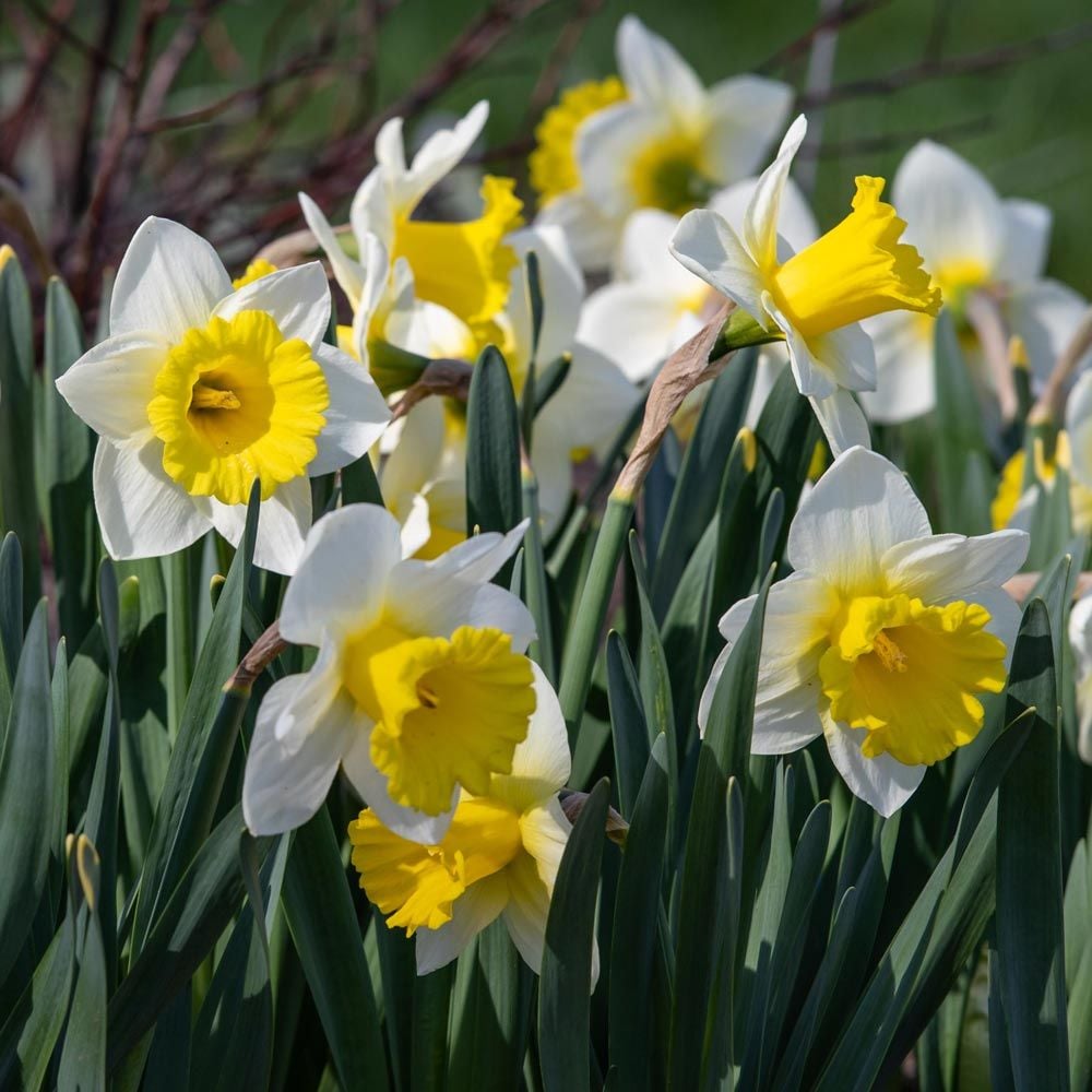 Spring Trumpet Daffodil Mix