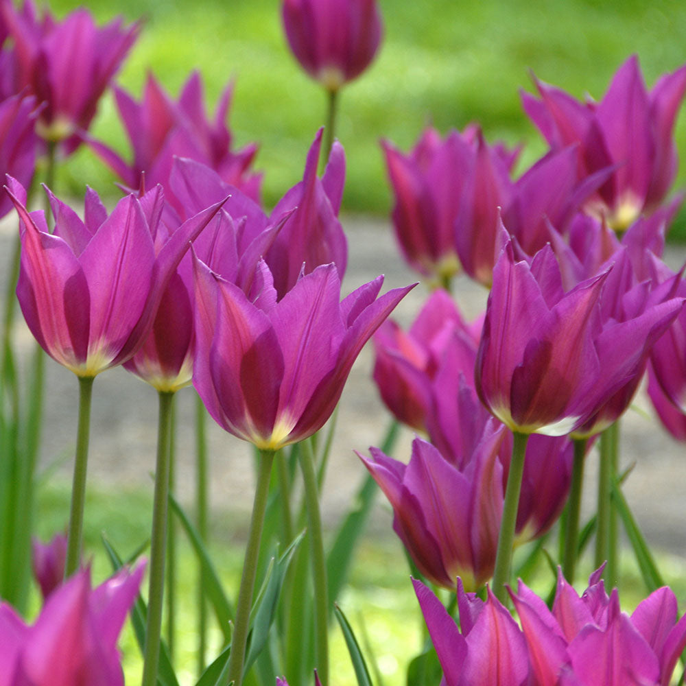 Brilliant Ballet Tulip Trio