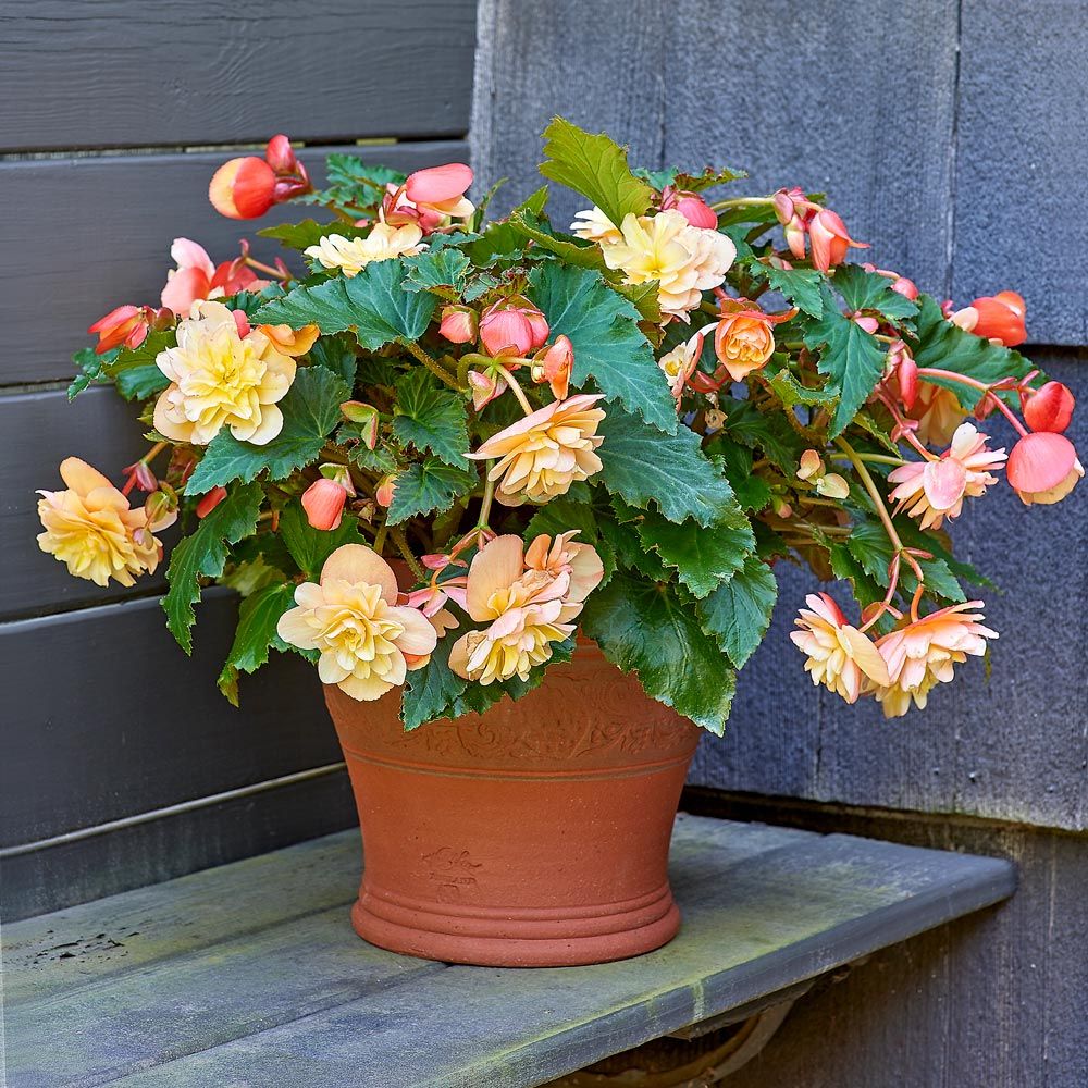 Sicilian Lemon Pot