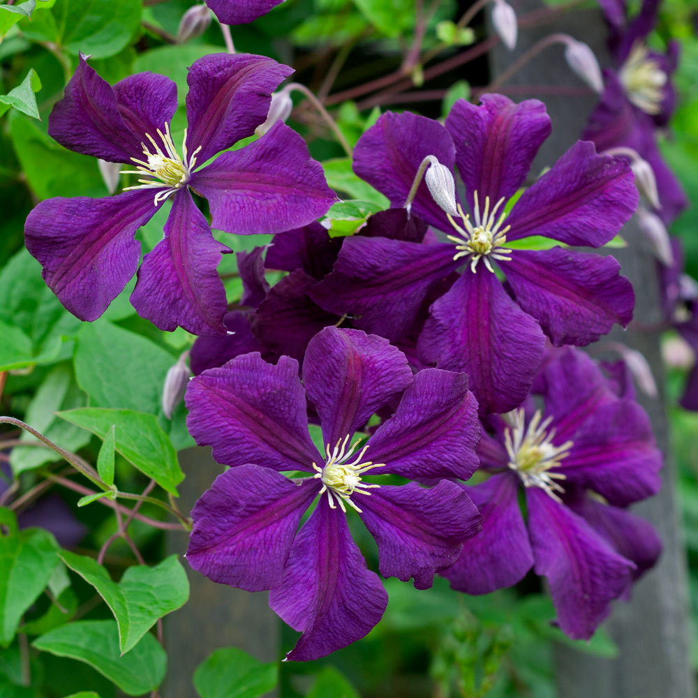 Dawn and Dusk Rose & Clematis Collection
