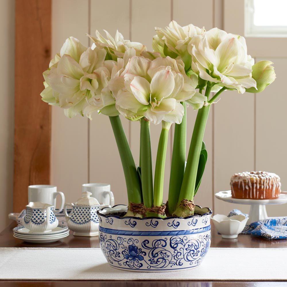 Amaryllis 'White Amadeus,' 3 bulbs and ceramic bowl kit