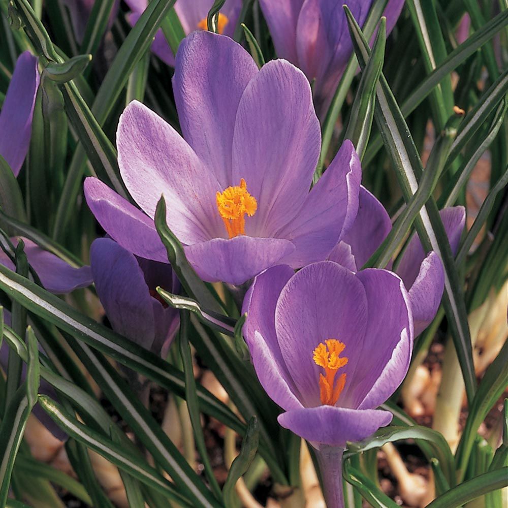 Route 63 Crocus Mix