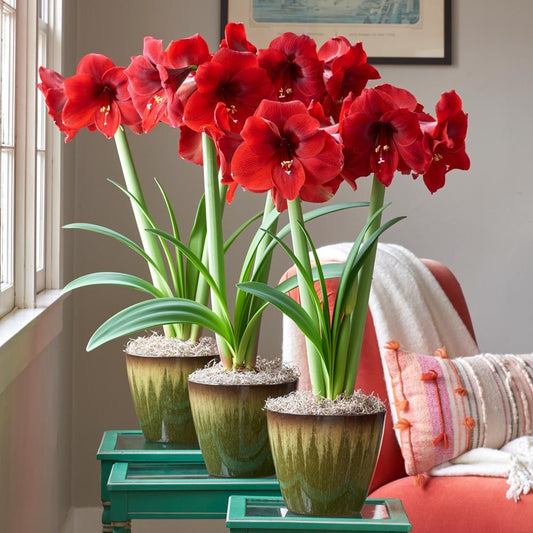 Red Amaryllis in Resin Cachepots to 3 Different Addresses - Standard Shipping Included