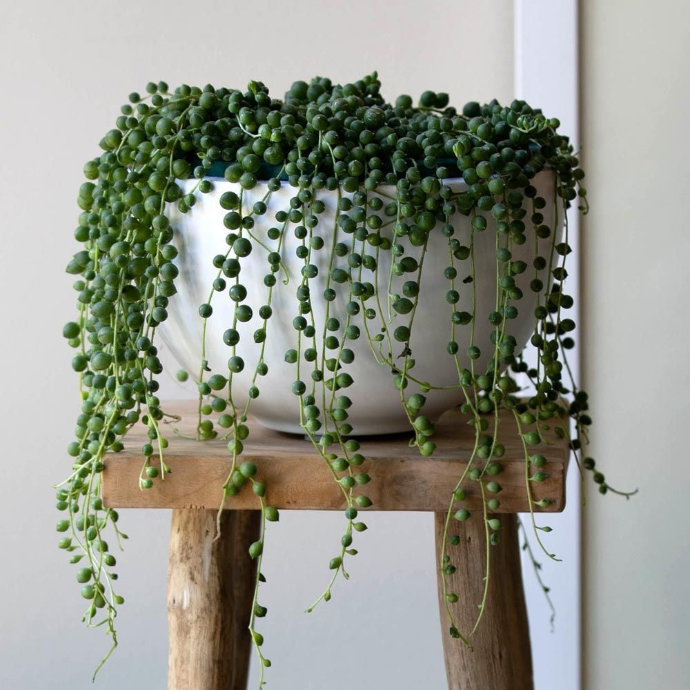 Senecio String of Pearls in white fiberstone bowl