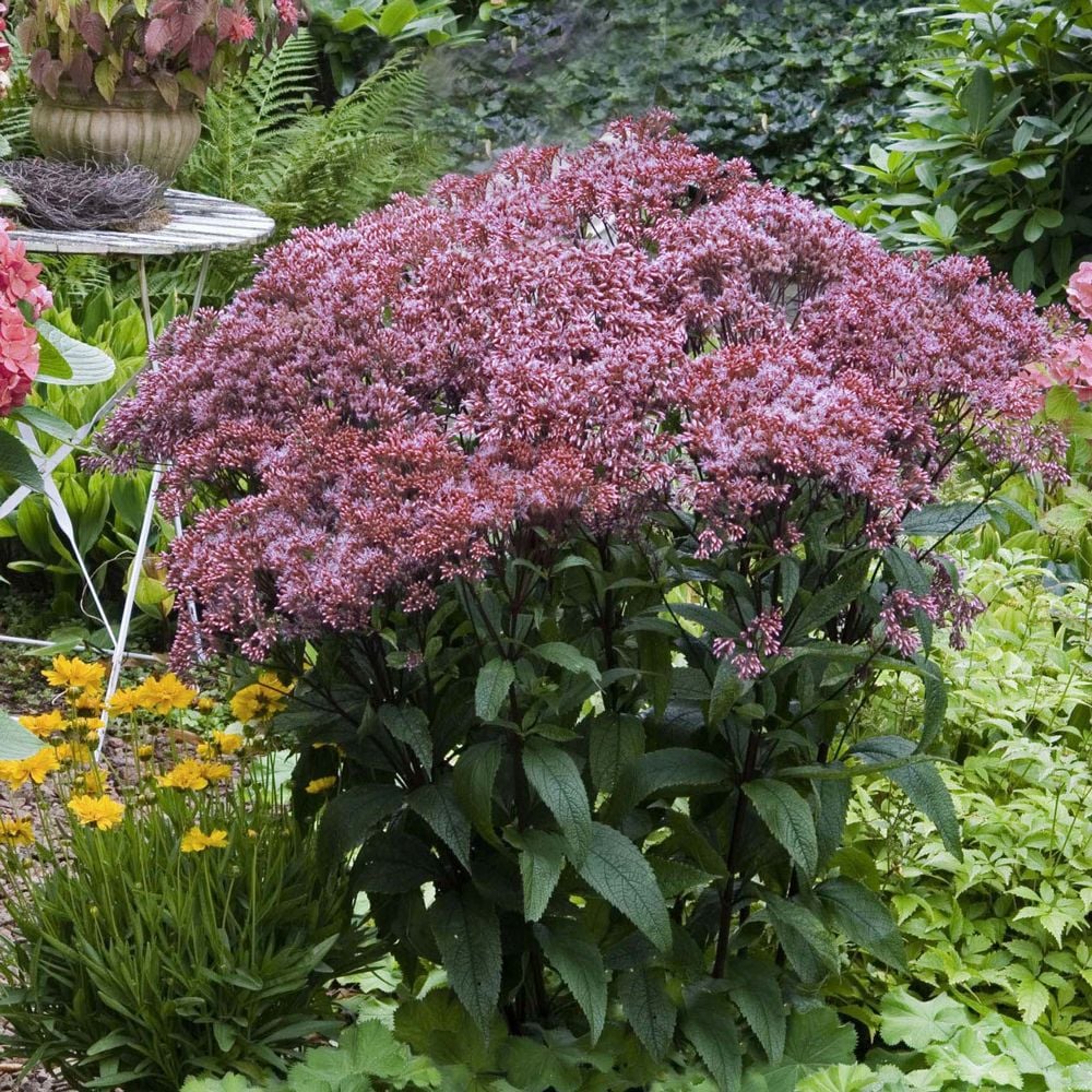 Eutrochium dubium 'Baby Joe'