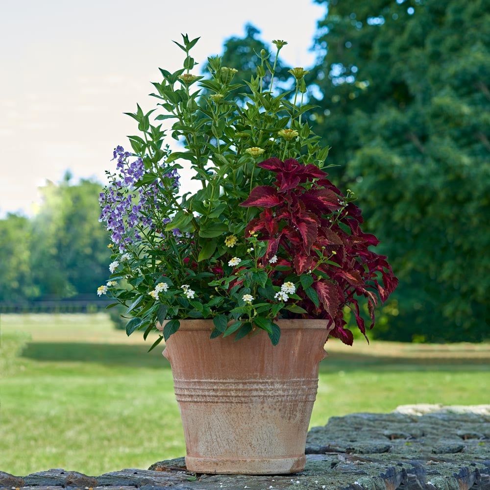 Cretan Pot Kasteli