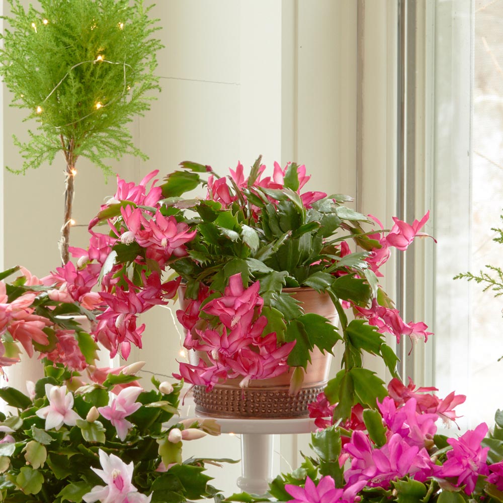 Red Holiday Cactus in copper-toned cachepot