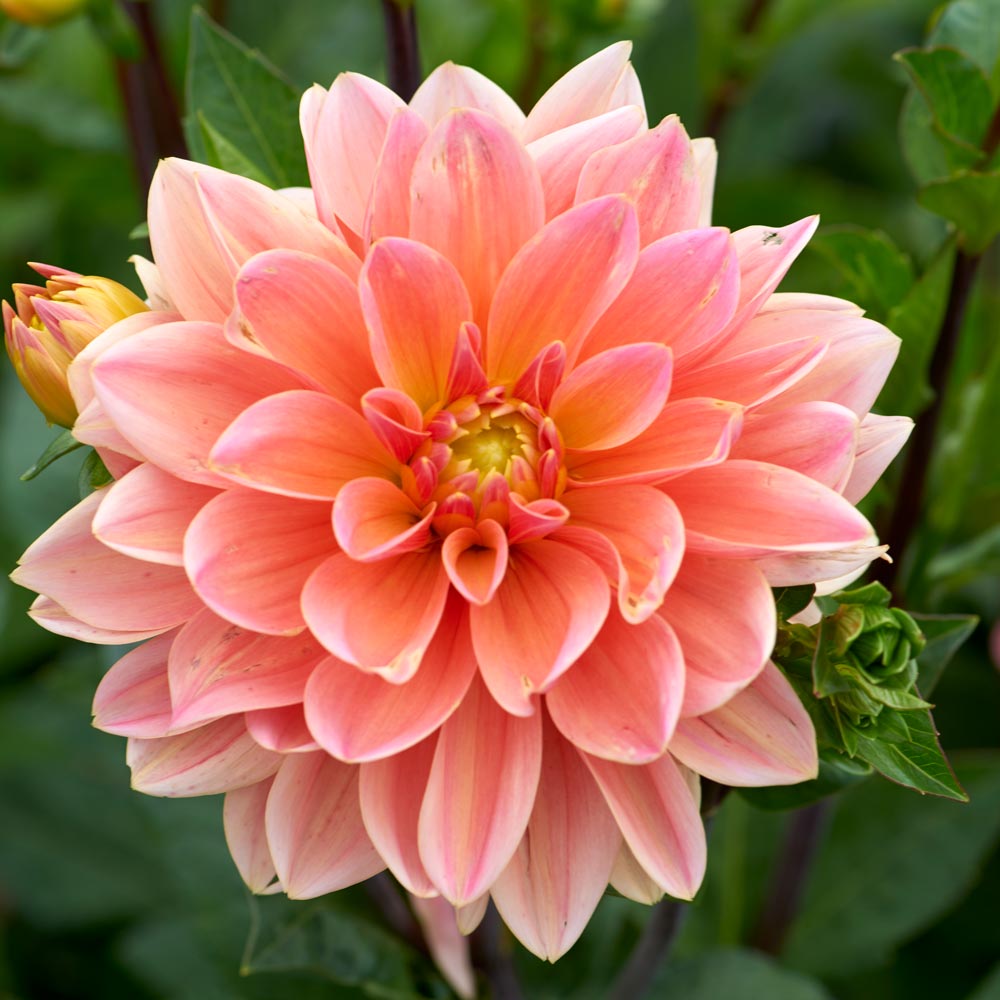 Dahlia 'Doctor P.H. Riedl'