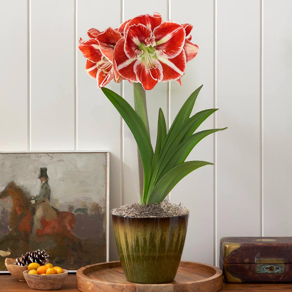 Amaryllis 'Samba,' one bulb in resin cachepot