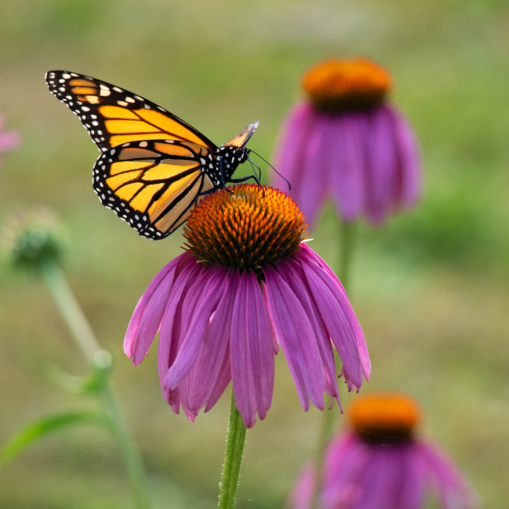 The Butterfly Buffet Collection