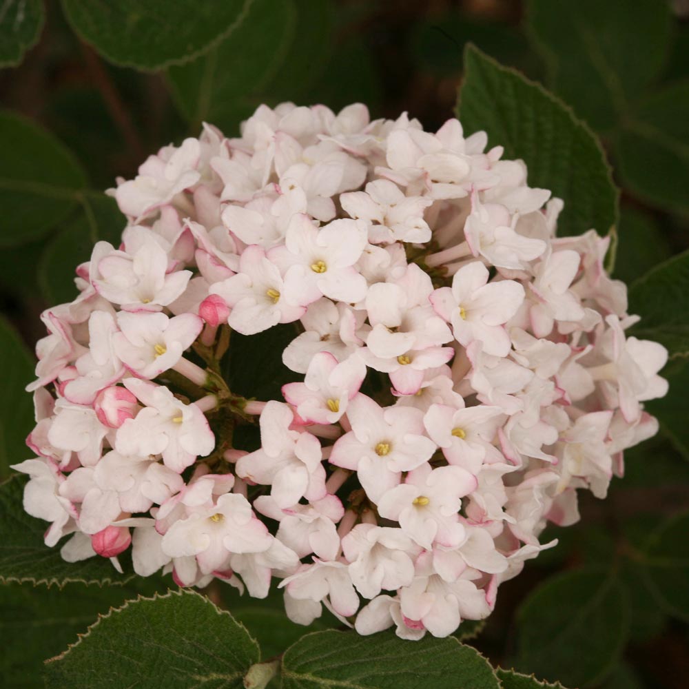 Viburnum carlesii Spice Baby™