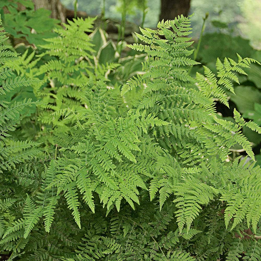 Native Fern Sampler