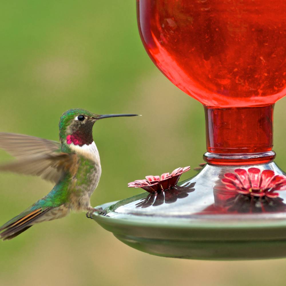 Hummingbird Red Vintage-Style Bottle Feeder 16 oz