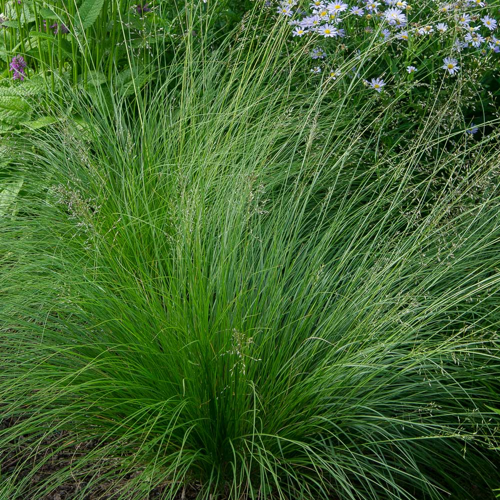 Sporobolus heterolepis