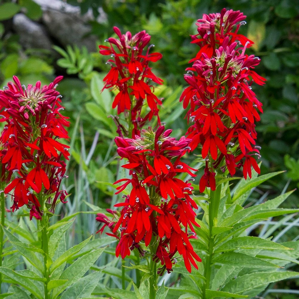Lobelia cardinalis, tray of 50 plugs