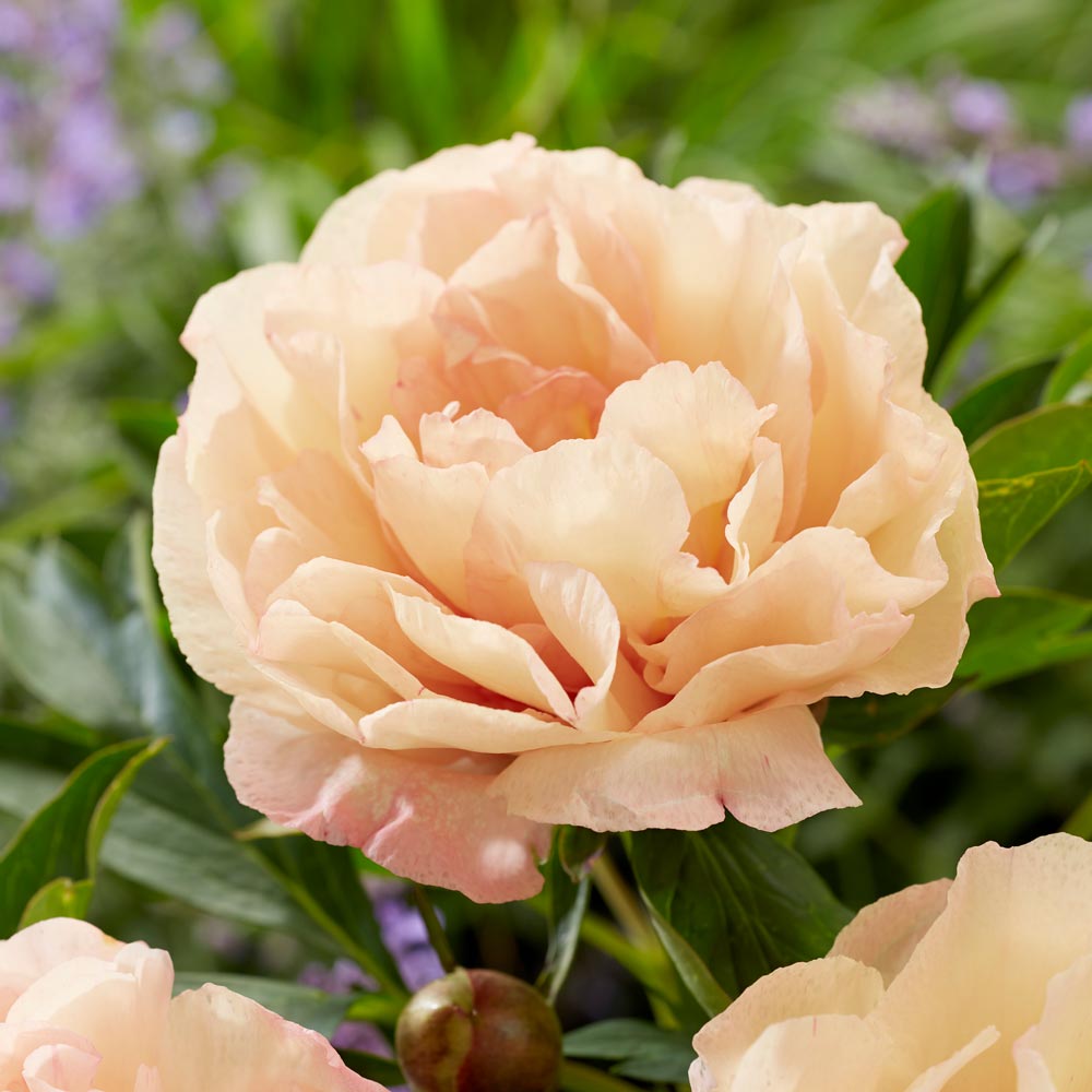 Itoh Peony 'Canary Brilliants'
