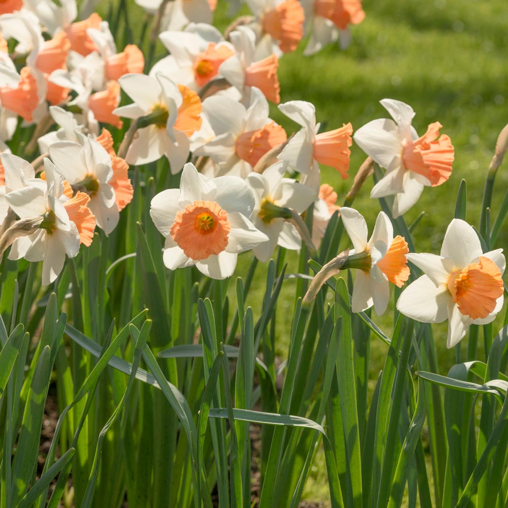 First Blush - Pink Narcissus Mix