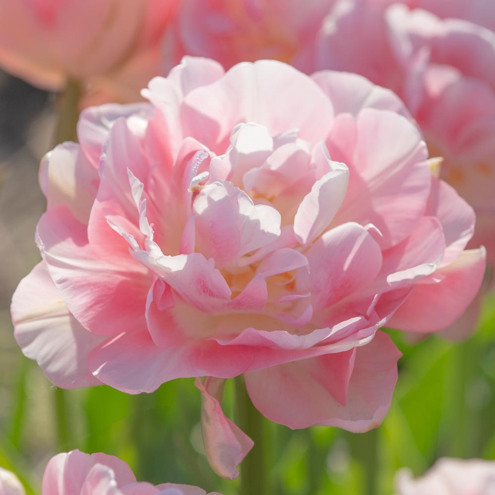 Tulip 'Finola'