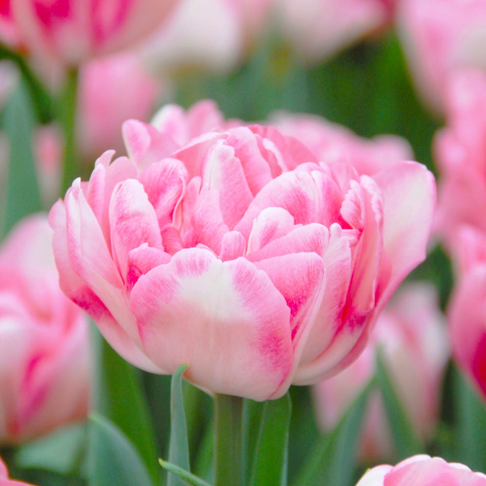 Pastel Stretch Tulip Mix