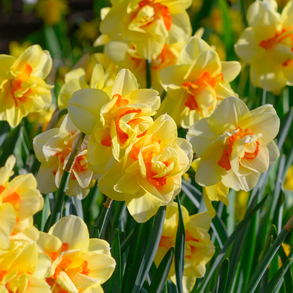 Bold Beauties Daffodil Mix