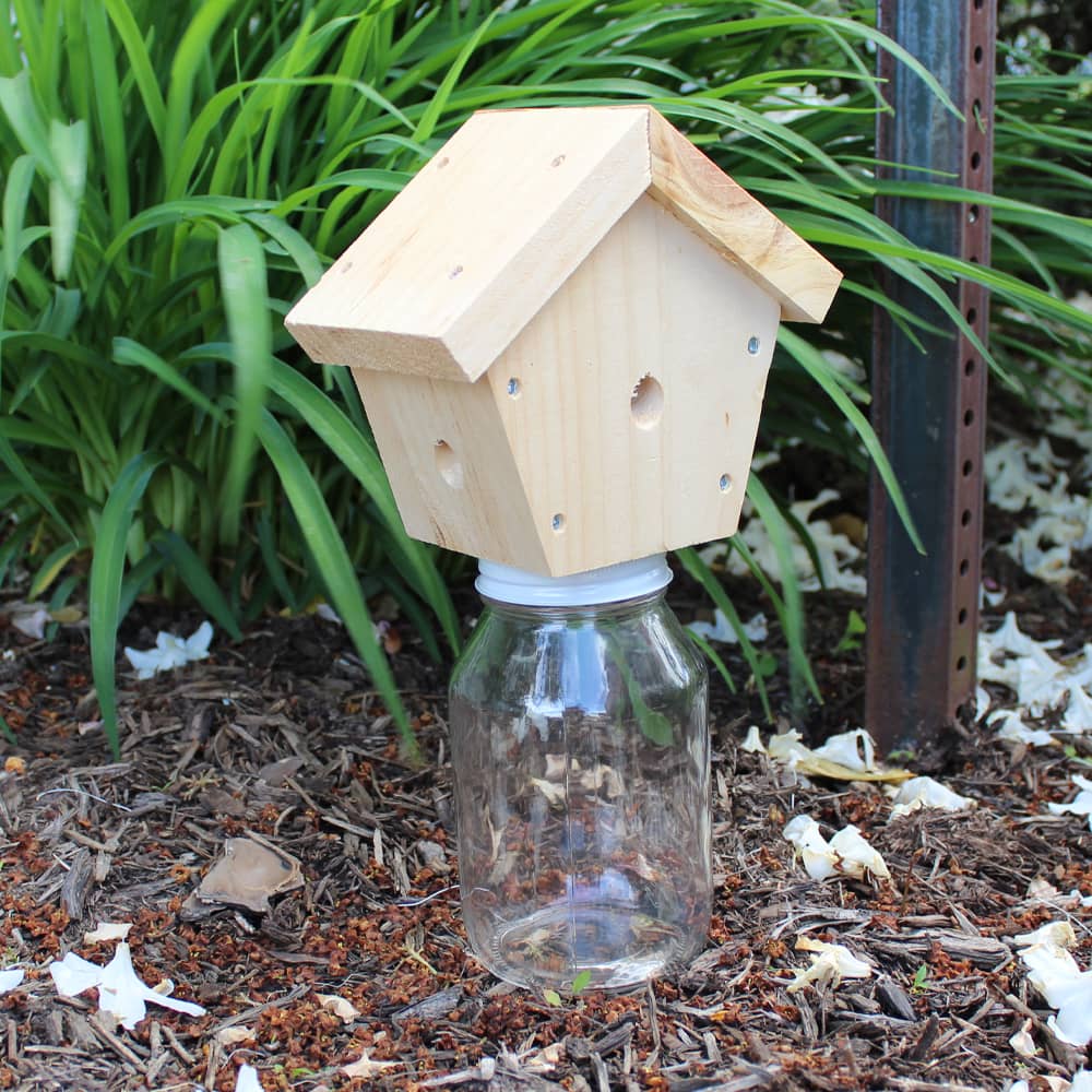 Outdoor Carpenter Bee Trap