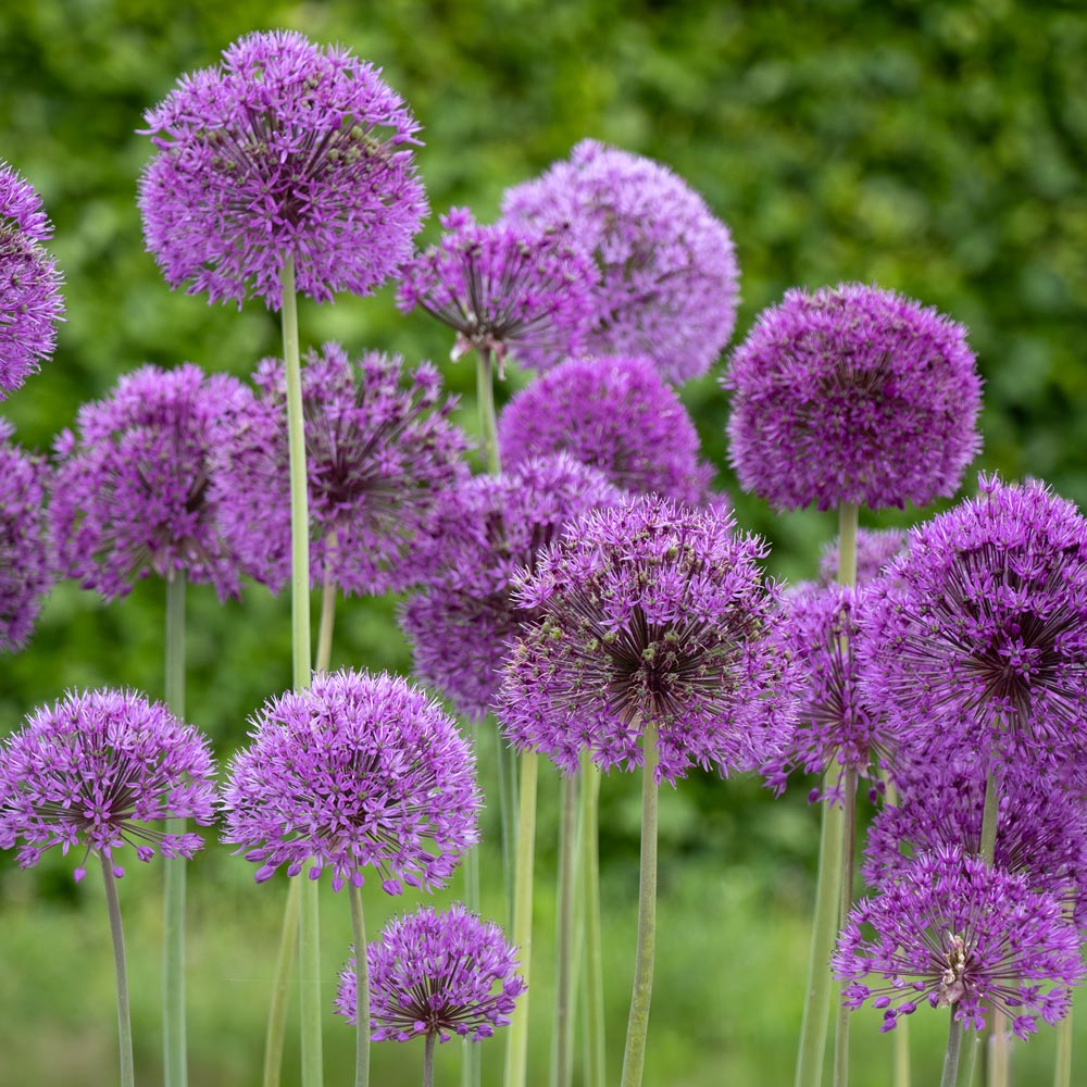 Allium Collection Garden Globes