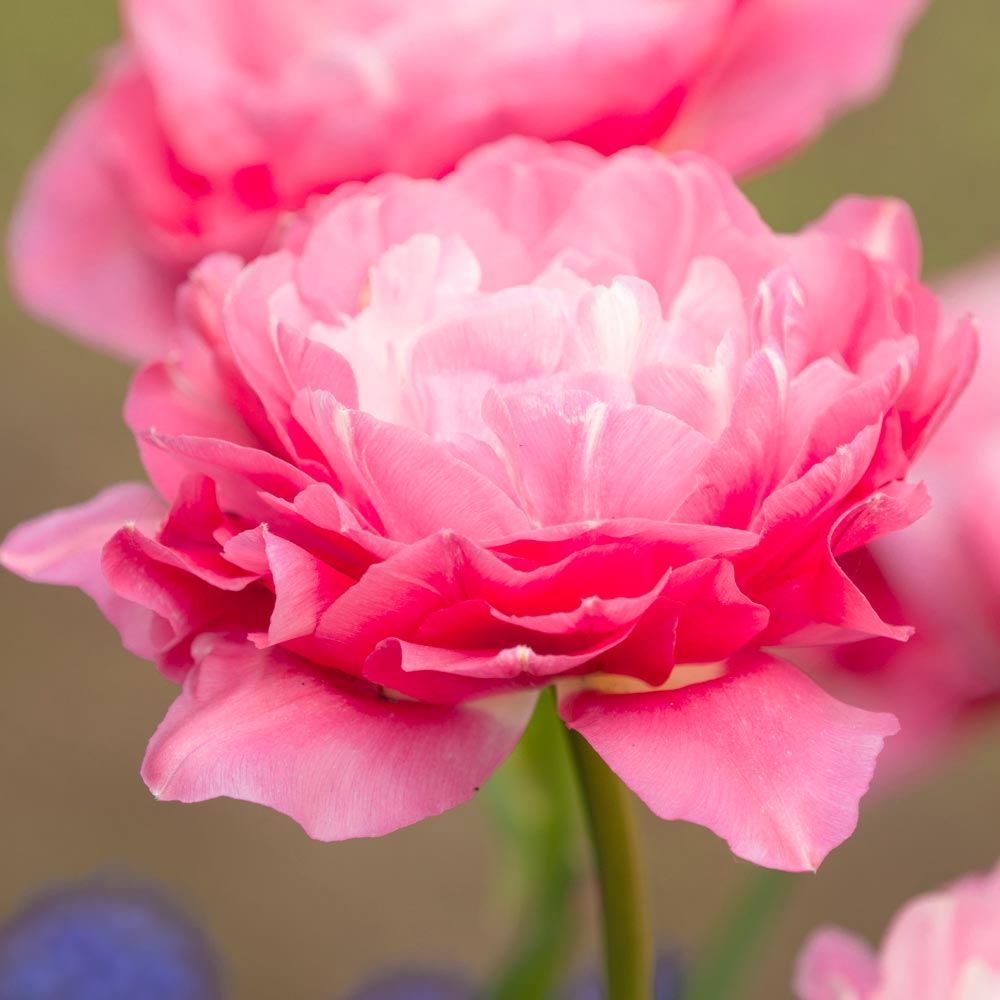 Tulip 'Double Sugar'