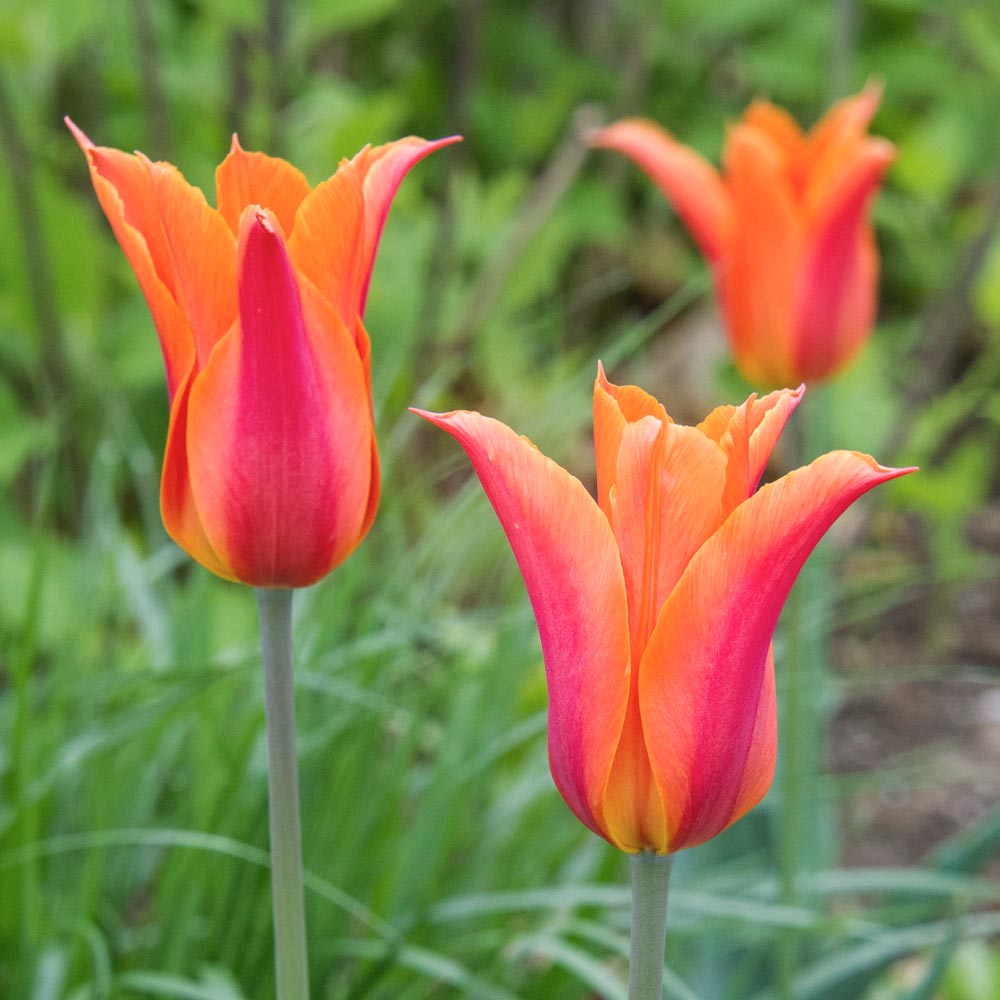 Tulip 'Ballerina'