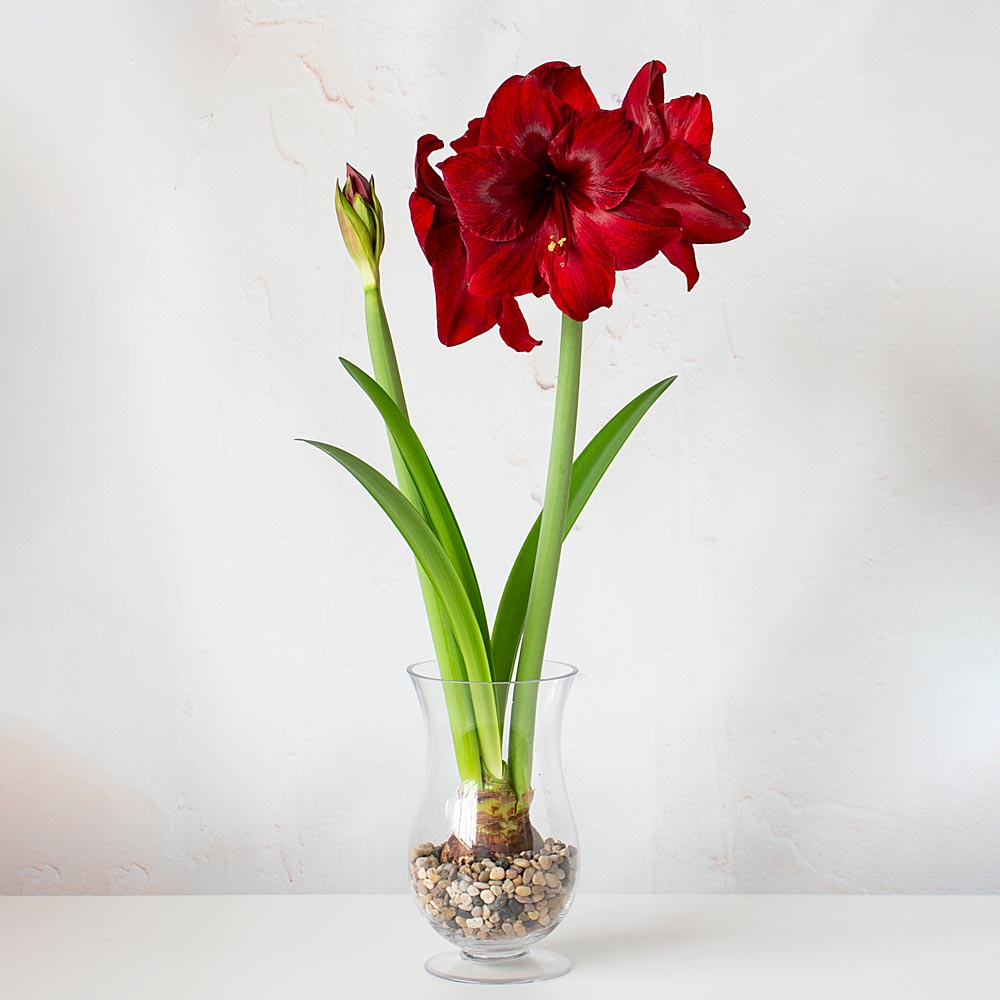 Amaryllis 'Red Pearl,' one bulb with hurricane vase kit