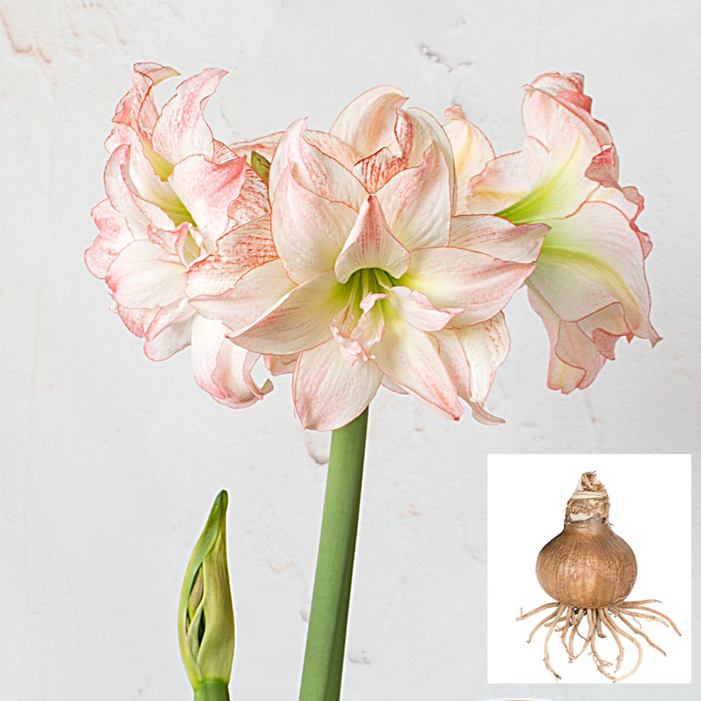 Amaryllis 'Aphrodite,' one bulb in linen bag