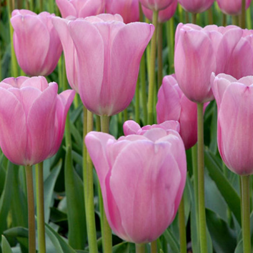 Stretch Tulip Mix