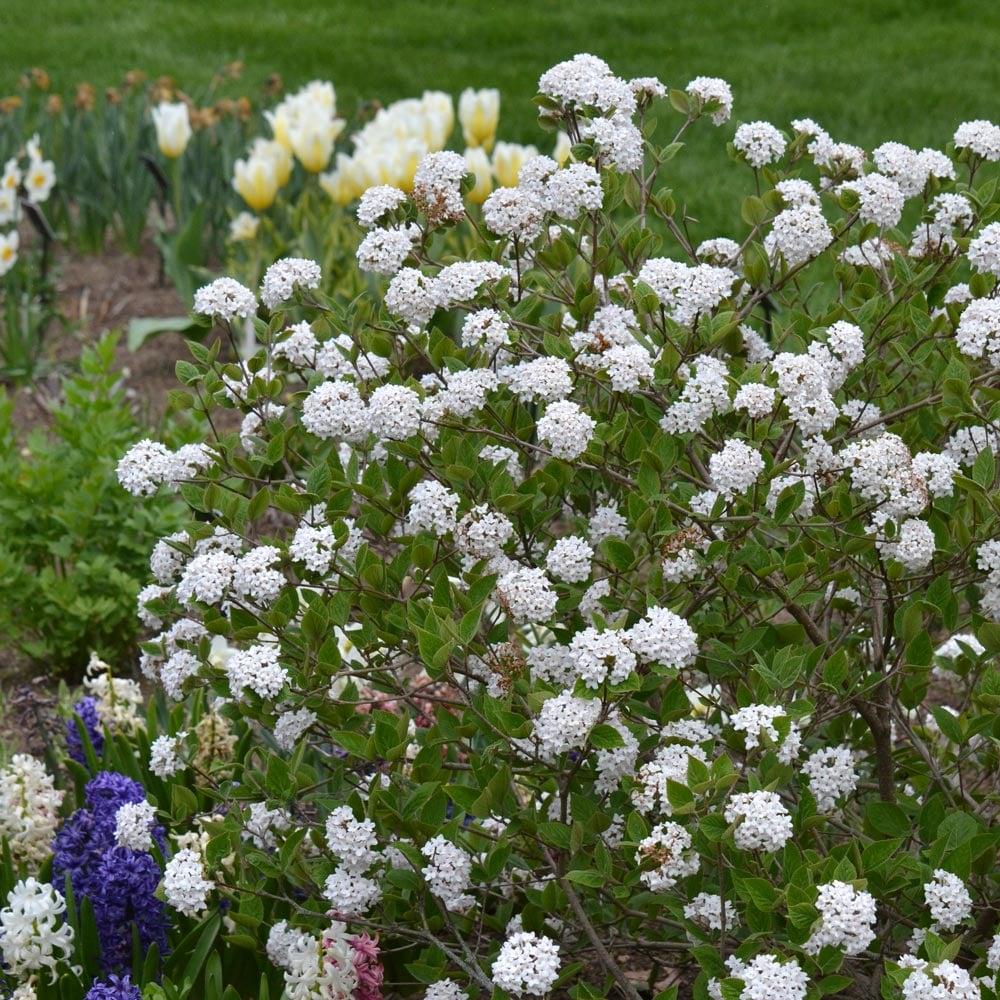 Viburnum carlesii Spice Baby™