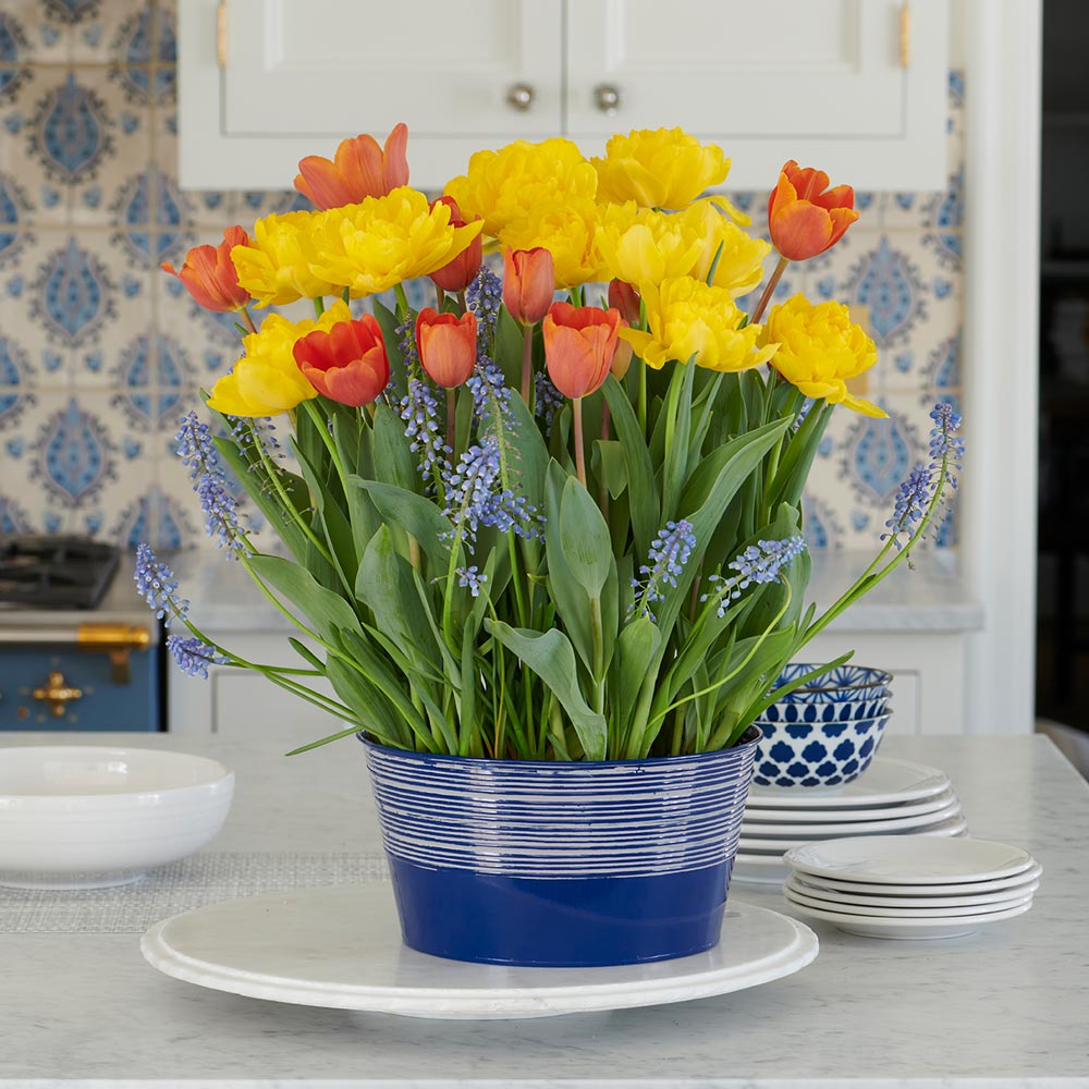 Forget February Bulb Garden in large metal cachepot