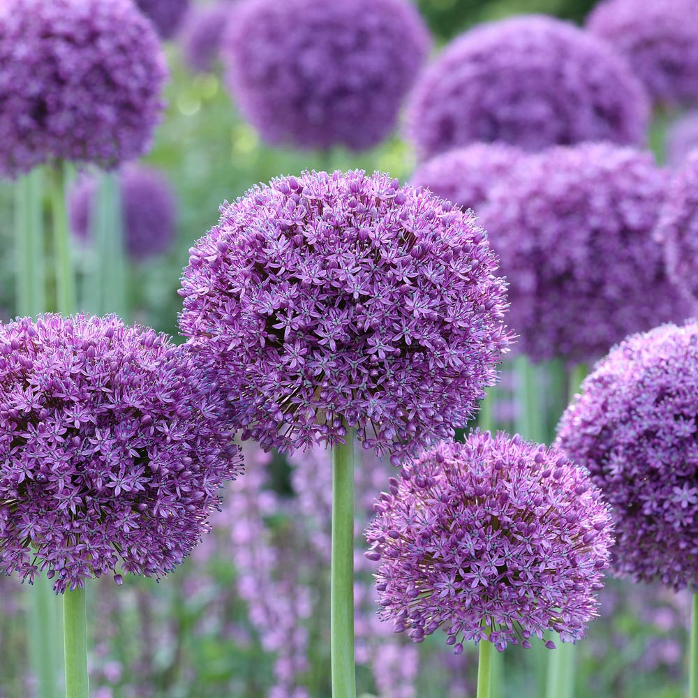 Allium Collection Garden Globes