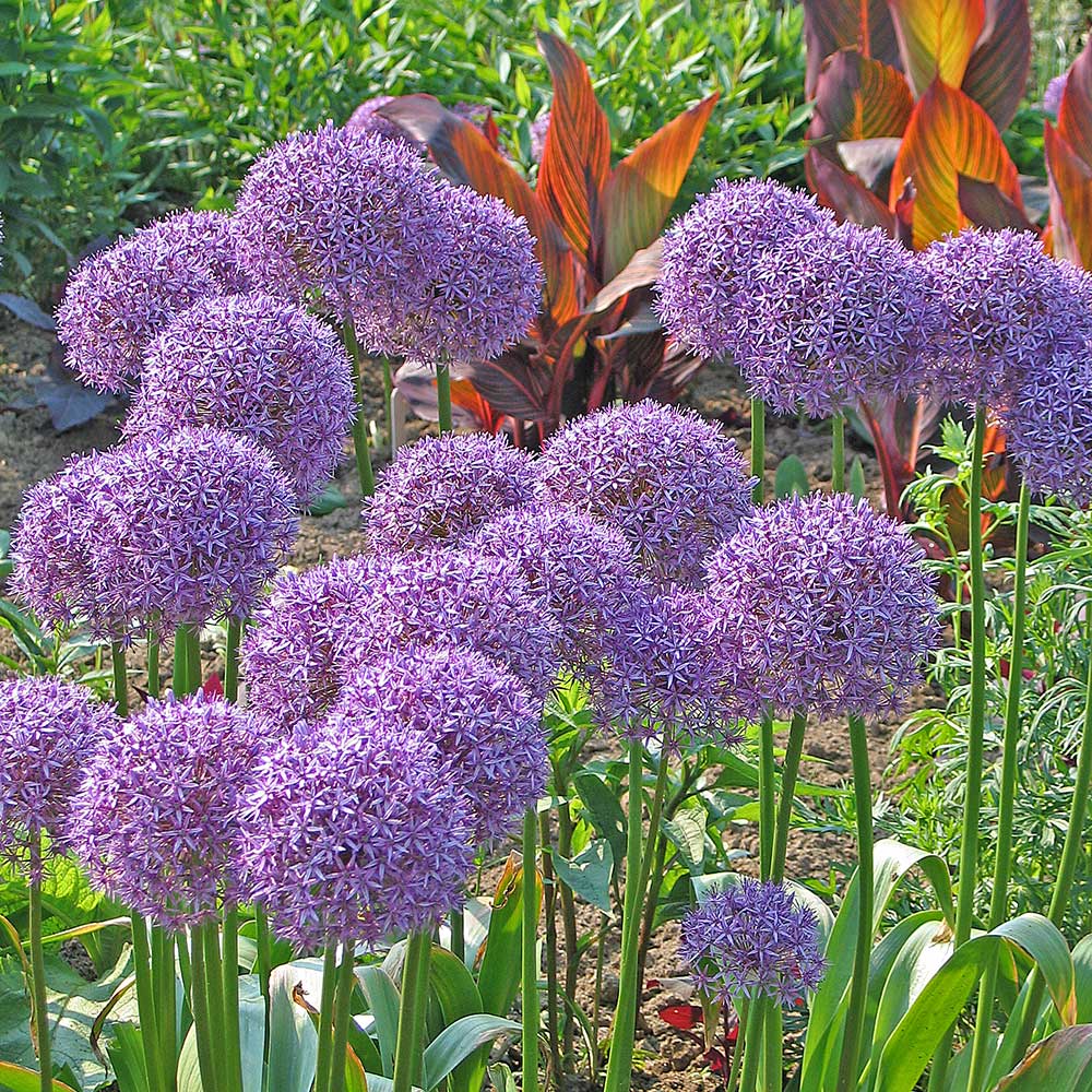 Long-Blooming Allium Trio
