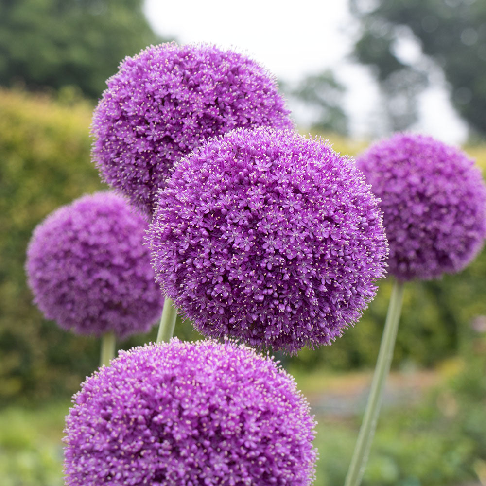 Allium giganteum