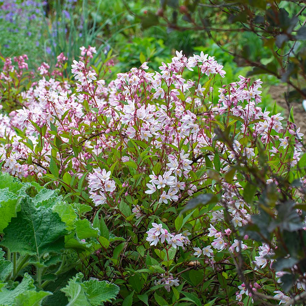 Deutzia Yuki Cherry Blossom®