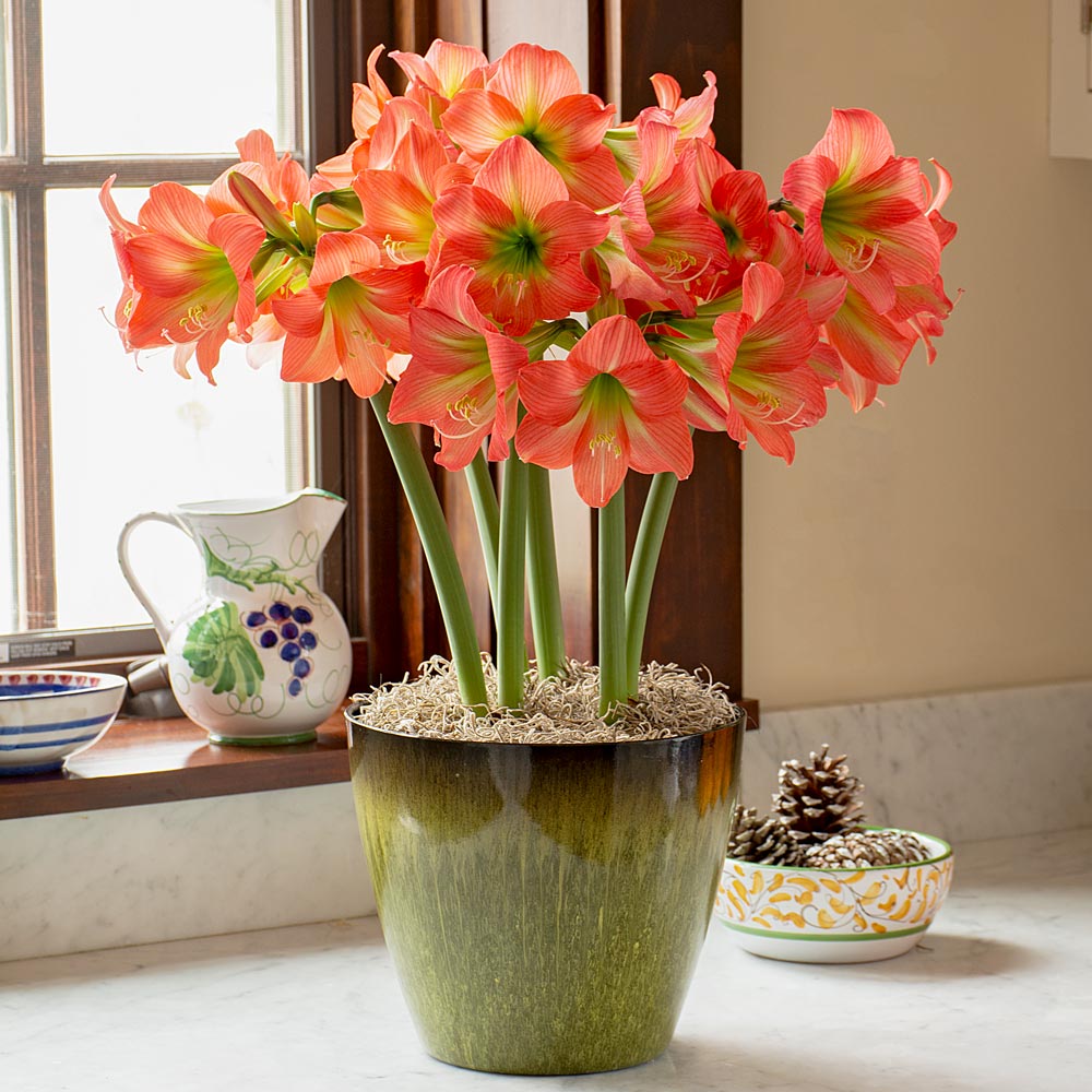 Amaryllis Belladonna™
